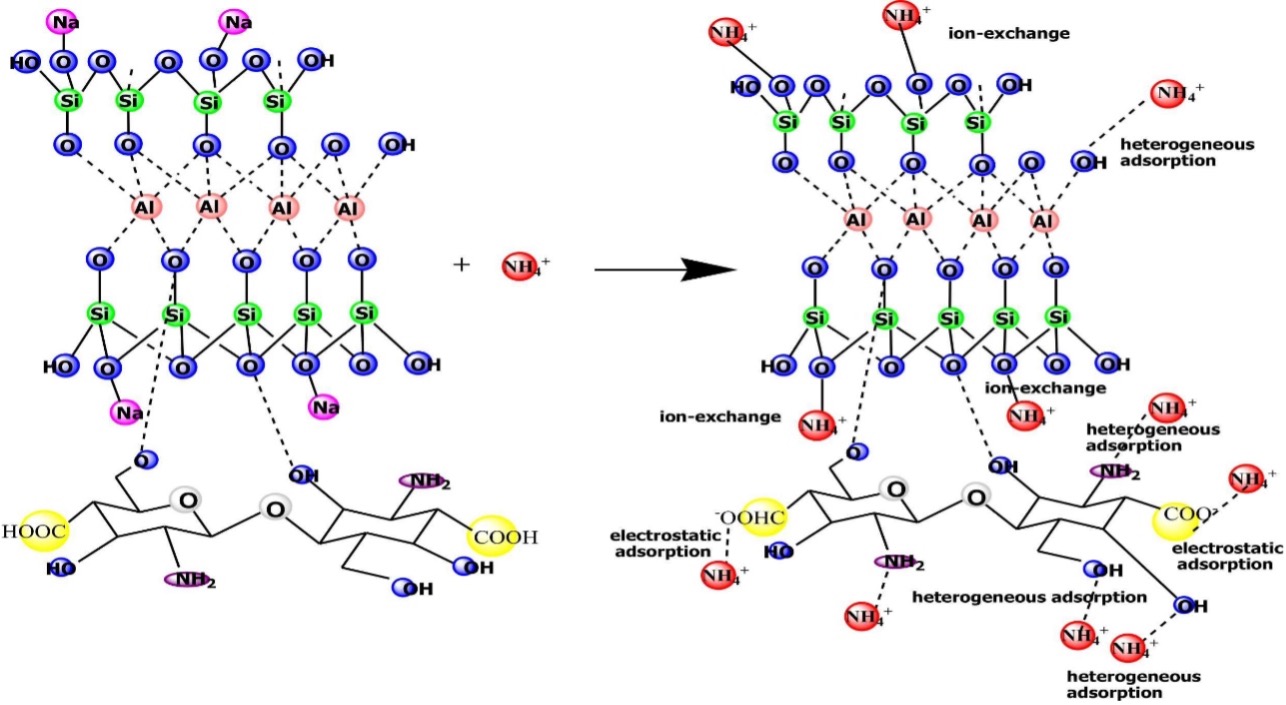 Adsorption mechanism of NH4+ adsorption on mordenite-chitosan Image