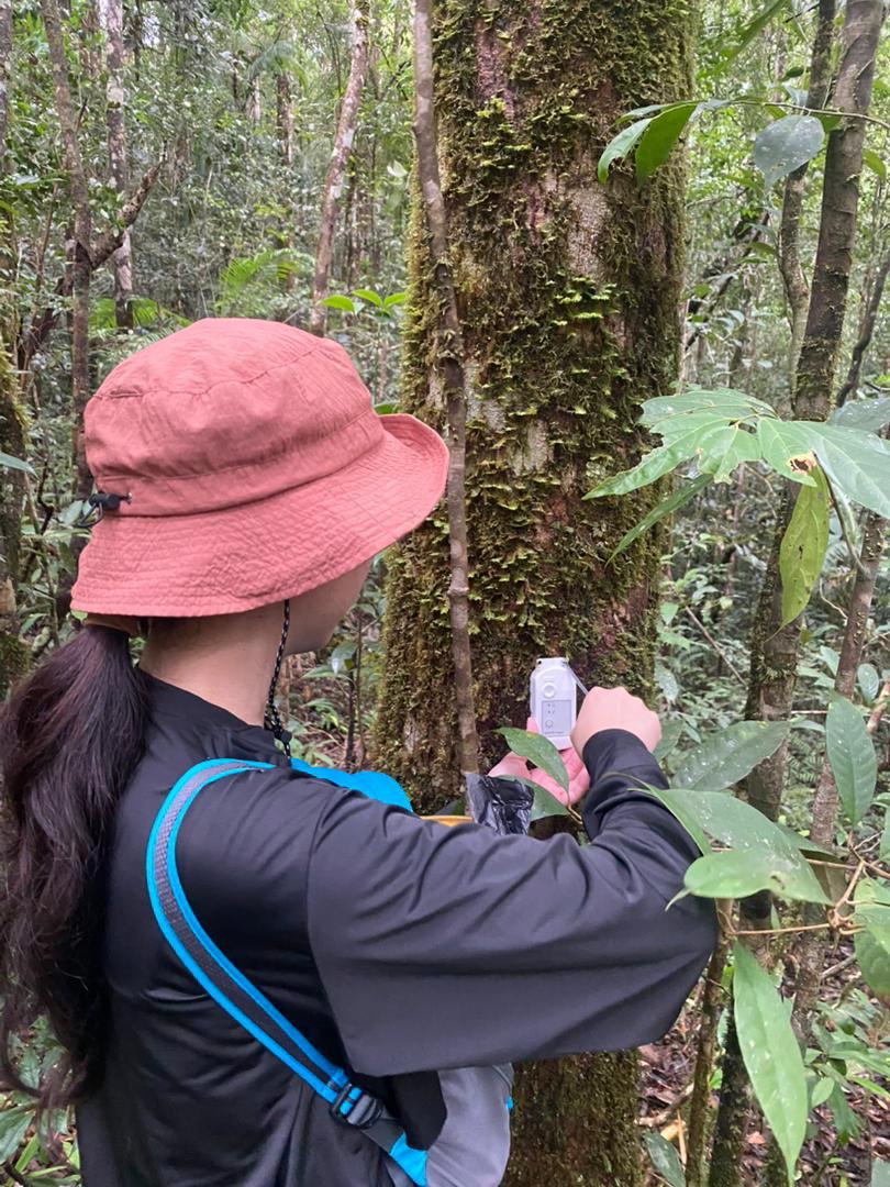 Diversity & Ecology of Filmy Ferns (Hymenophyllum)