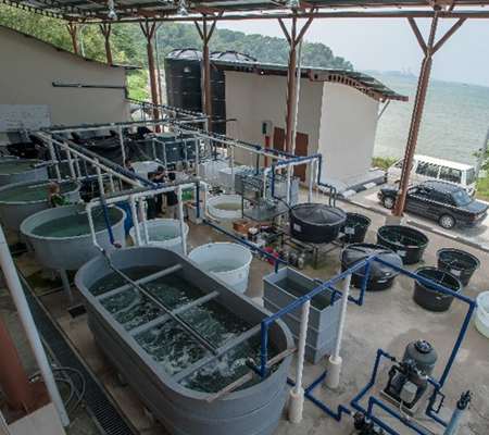 Crustacean Hatchery Image